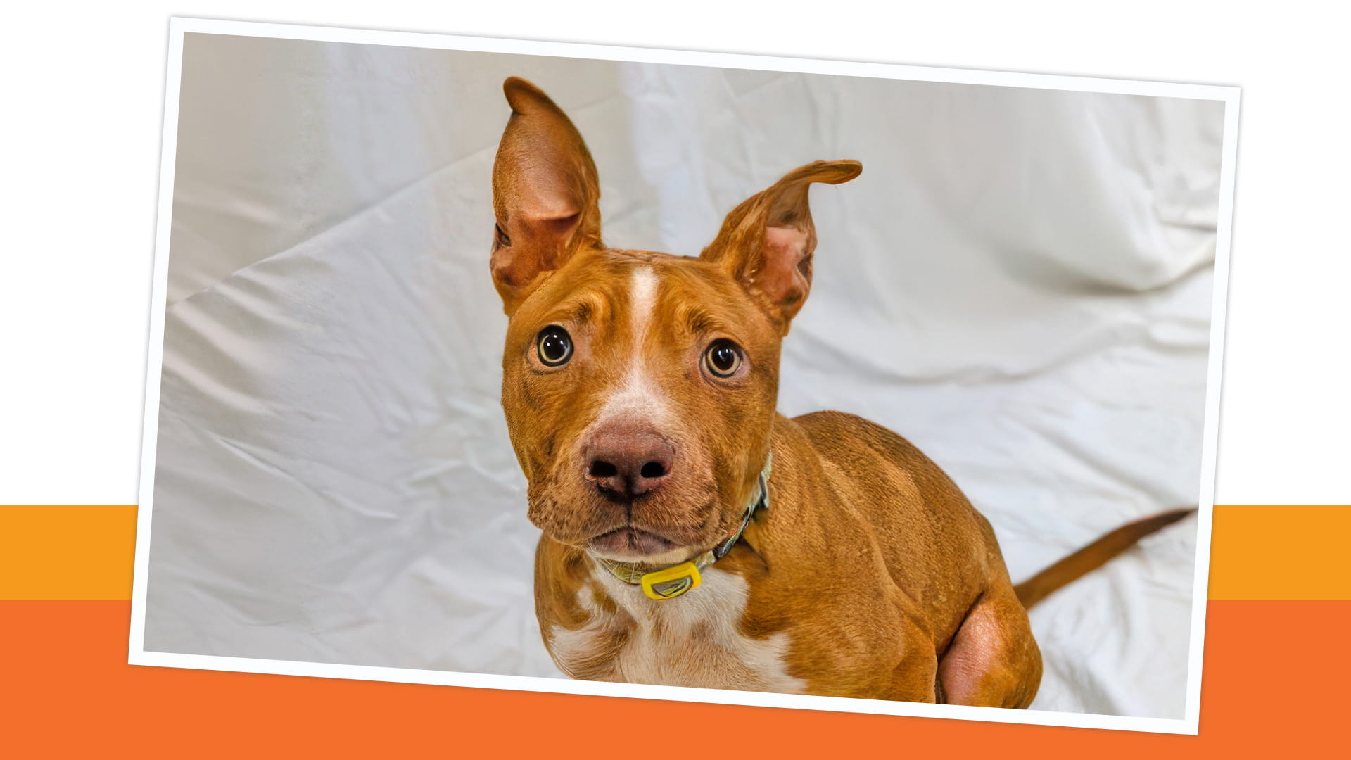 A picture of a curious dog named Roo, wearing a collar.