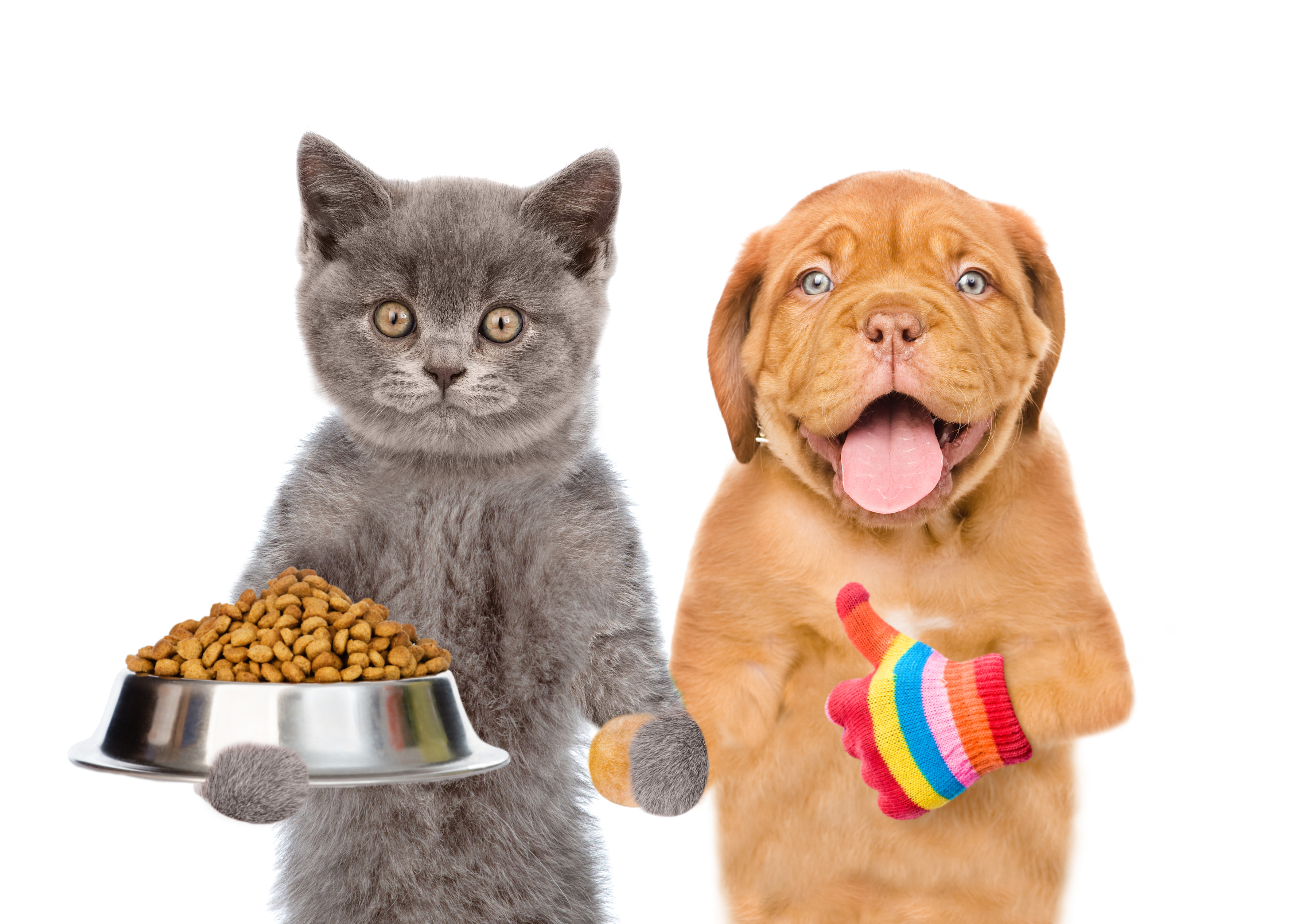 dog and cat with pet food bowl