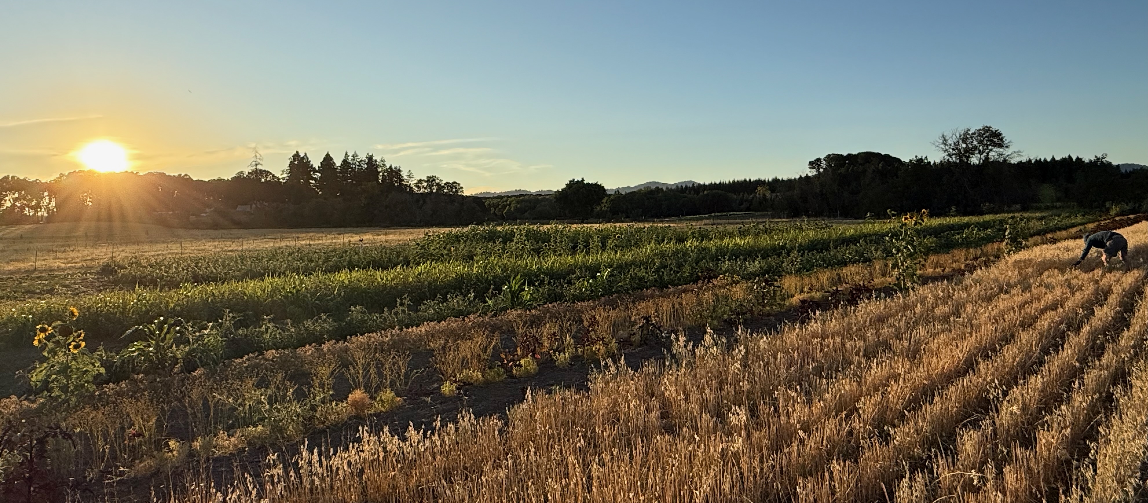 Dry Farming Institute Farm Oregon 2023