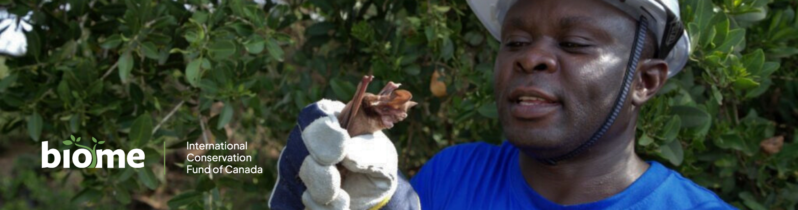 DRC Grauer's gorilla and community forests