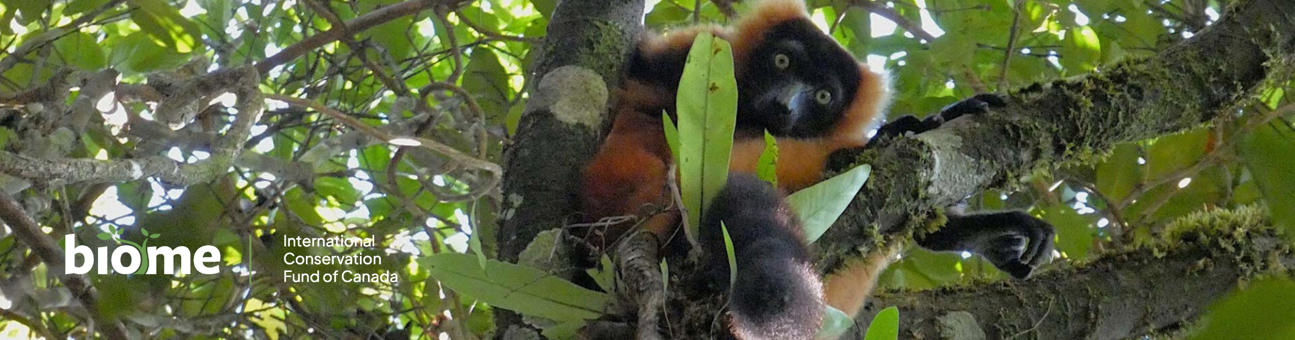 DRC Grauer's gorilla and community forests