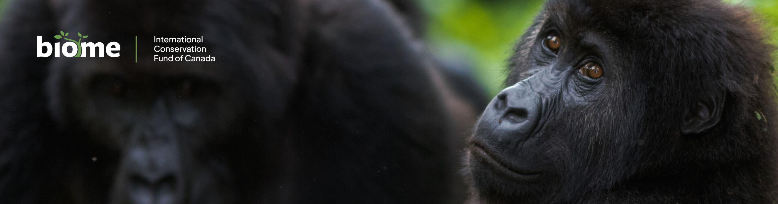 DRC Grauer's gorilla and community forests
