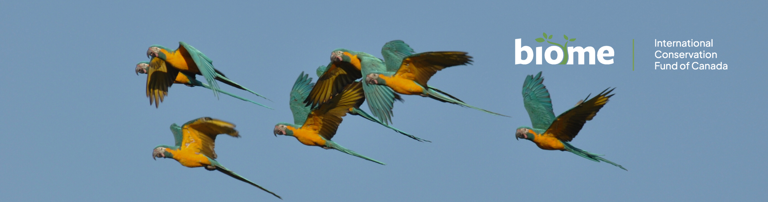 DRC Grauer's gorilla and community forests