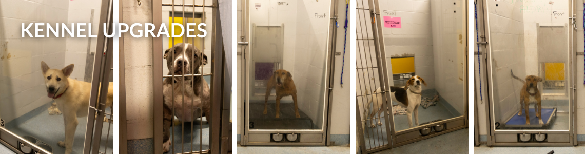 Our Kennels are in need of upgrading.