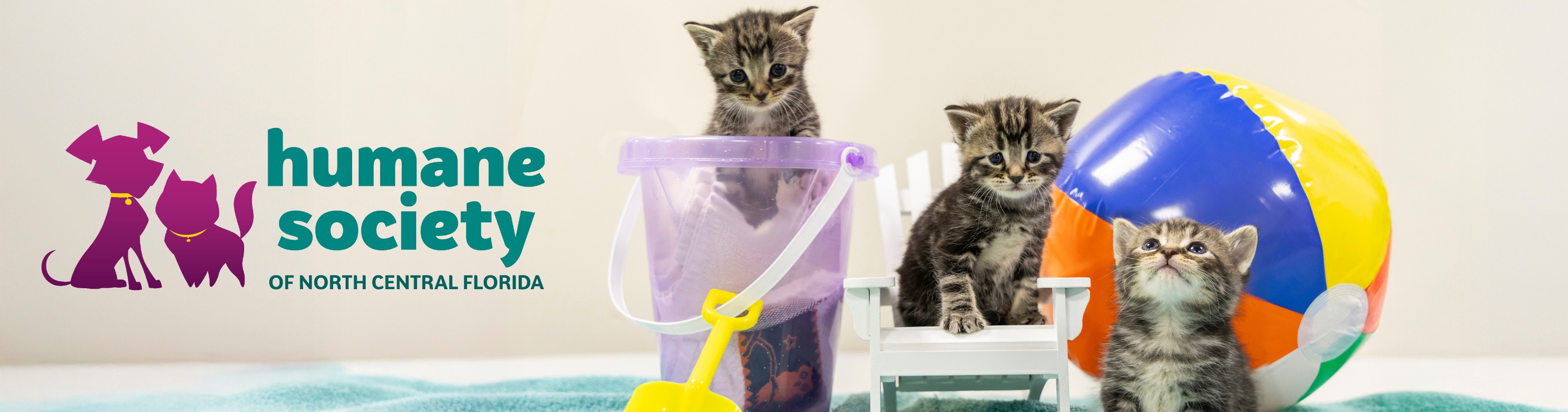 Adorable kittens ready for the summer!