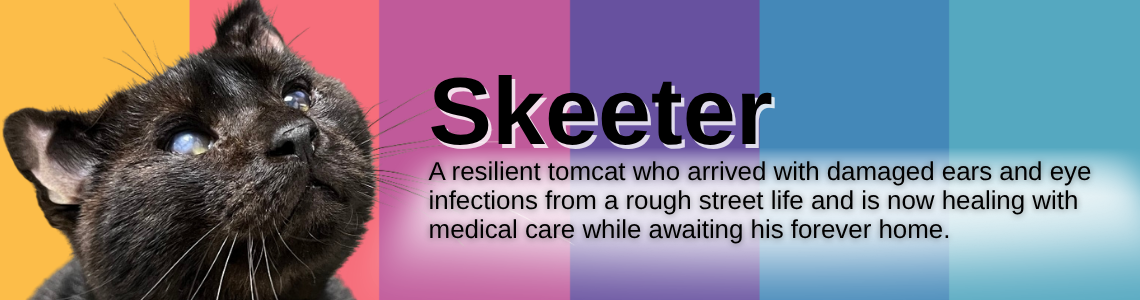 Skeeter - Scrappy, sly, eye-patched, survivor, street smart