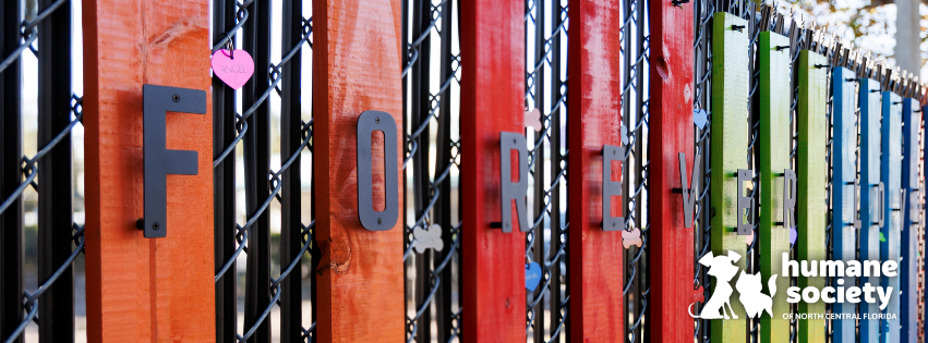 One of our sweet kittens named Starfish.