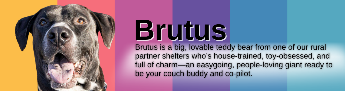 Skeeter - Scrappy, sly, eye-patched, survivor, street smart