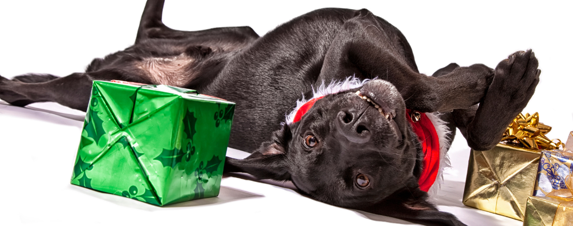 Black dog laying among Christmas presents