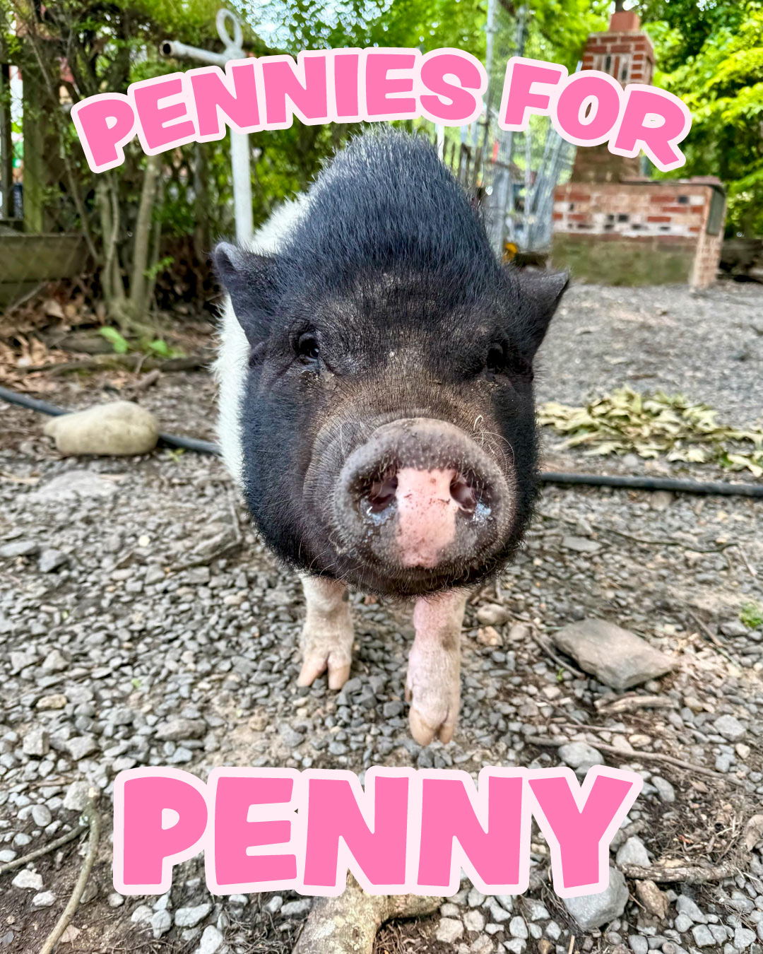 Pennies for Penny 2025