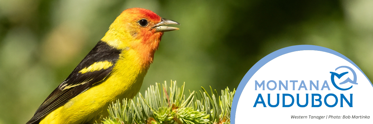 A male Western Tanager perches on a pine branch. Photo by Bob Martinka. Montana Audubon logo. 