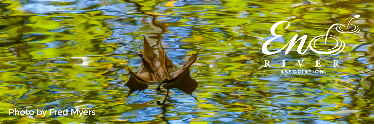 A leaf floats through zigzagging reflections of bright blue sky and green trees on the shiny river's surface by Fred Myers.