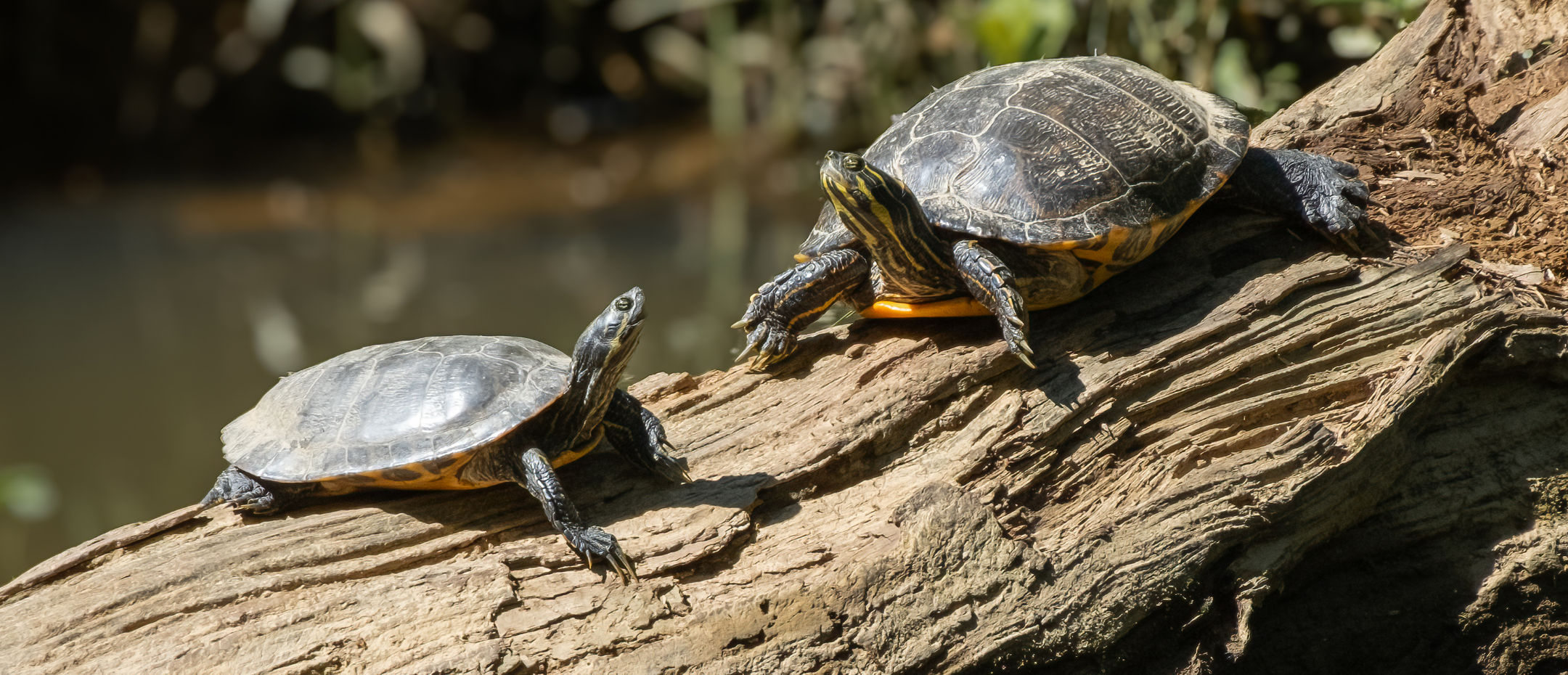 Two turtles convene on a log