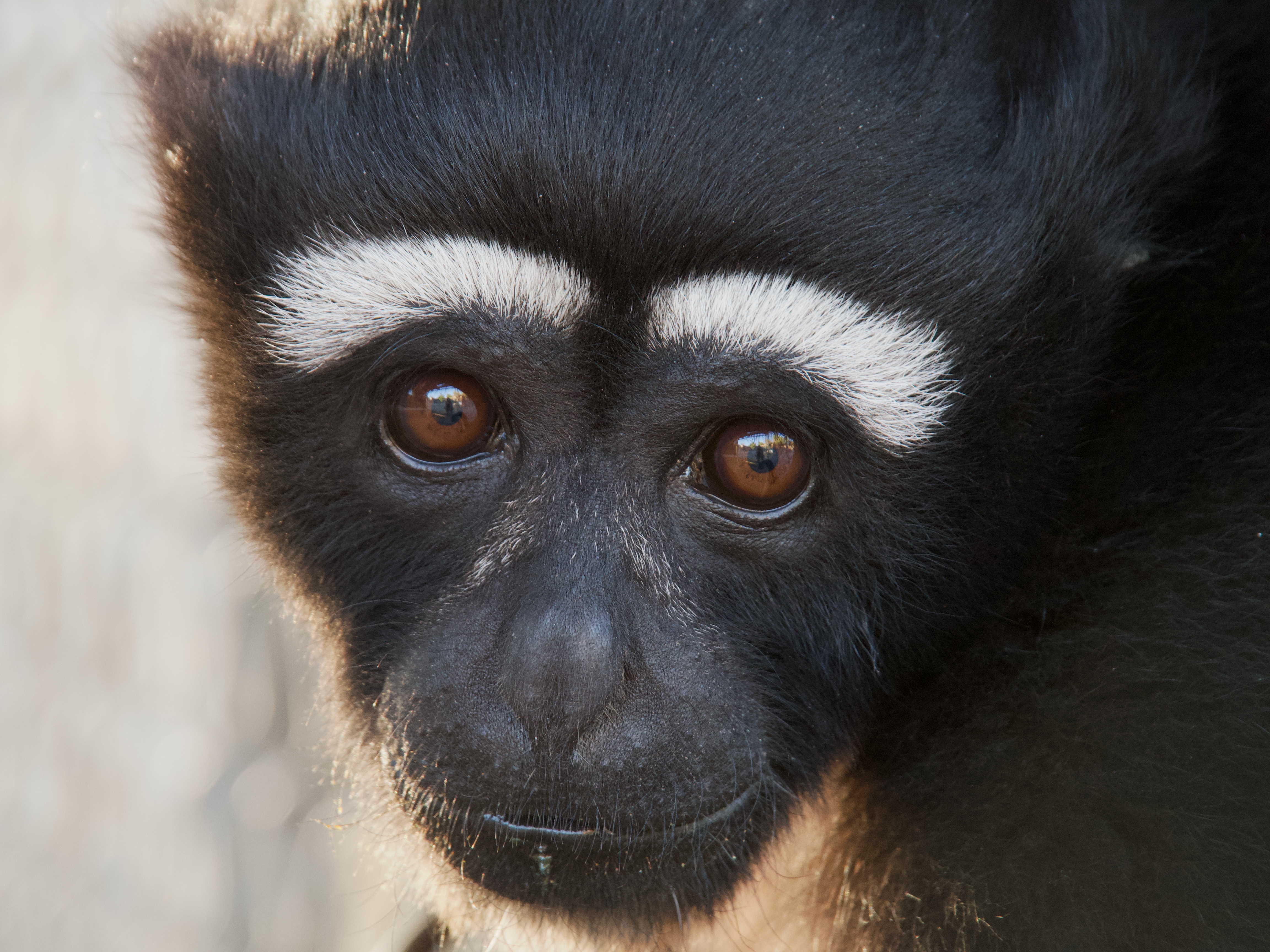 Gibbon